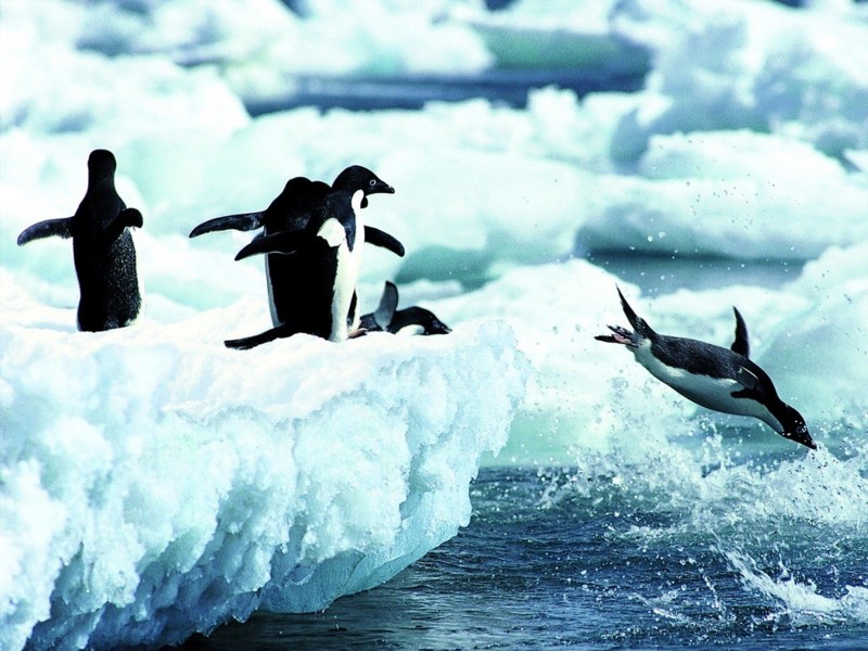 は ファースト ペンギン と ファーストペンギンとセカンドペンギンの役割